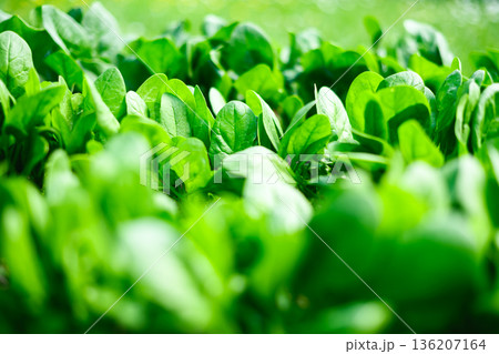 Healthy baby spinach leaves sprouting in fertile soil 136207164
