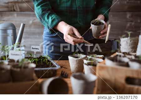 Man preparing pepper seedling in peat cup Man preparing pepper seedling in peat cup 136207170