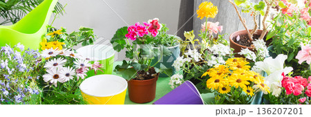 Spring decoration of a home balcony or terrace with blooming geraniums and petunias, ivy trailing, reflecting biophilic design and home gardening leisure, banner 136207201