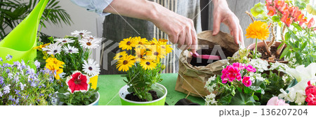 A gardener placing Osteospermum in pots with lush green background, perfect for home gardening and hobby lifestyle, spring terrace or balcony decorated with blooming flowers, banner 136207204