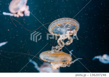 underwater photography jellyfish Chrysaora fuscescens, Pacific sea nettle, West Coast sea nettle underwater photography jellyfish Chrysaora fuscescens, Pacific sea nettle, West Coast sea nettle 136207246