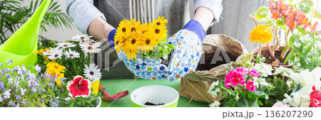 Spring terrace or balcony decorated with blooming flowers, Osteospermum being planted in pots by a man, framed by green foliage, highlighting hobby gardening and spring freshness, banner 136207290