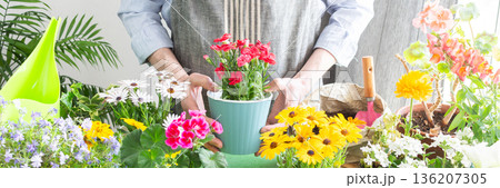 Vibrant spring balcony with a gardener planting carnation in pots, green foliage all around, soft sunlight illuminating the scene, reflecting home gardening, hobby care and nature enjoyment, banner Vibrant spring balcony with a gardener planting carnation in pots, green foliage all around, soft sunlight illuminating the scene, reflecting home gardening, hobby care and nature enjoyment, banner 136207305