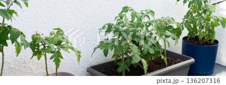 Tomato plants are growing in pots on a city balcony. A container holds dirt and smaller vegetables. The setting shows gardening activity in an urban area, banner Tomato plants are growing in pots on a city balcony. A container holds dirt and smaller vegetables. The setting shows gardening activity in an urban area, banner 136207316