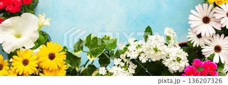 Colorful spring flowers adorn a home balcony, creating a lively atmosphere. The flowers include daisies, begonias, and petunias, celebrating the beauty of the season, banner Colorful spring flowers adorn a home balcony, creating a lively atmosphere. The flowers include daisies, begonias, and petunias, celebrating the beauty of the season, banner 136207326