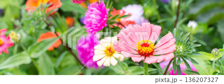 Different flowers are in bloom in a garden. Colors include pink, orange, and purple. Green leaves surround the flowers in a vibrant scene on a sunny day, banner 136207327