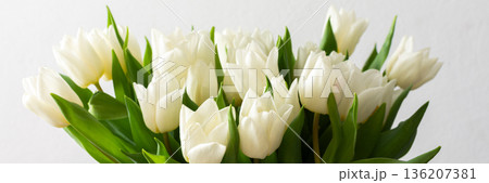 A vibrant spring bouquet of white tulips in close-up, capturing the fresh and delicate petals, bringing natural beauty to any spring-inspired design, banner A vibrant spring bouquet of white tulips in close-up, capturing the fresh and delicate petals, bringing natural beauty to any spring-inspired design, banner 136207381