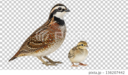 Northern Bobwhite and its chick are positioned closely together, showing a connection between the adult bird and its young. This moment highlights the life stages in the bird's development. 136207442