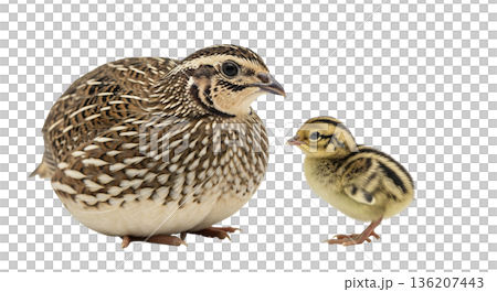 Round Japanese Quail stands next to its small chick. Both birds show distinct features typical of their species. They are isolated against a white background, showcasing their sizes. Round Japanese Quail stands next to its small chick. Both birds show distinct features typical of their species. They are isolated against a white background, showcasing their sizes. 136207443