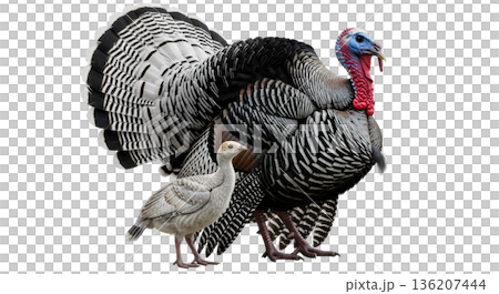A Royal Palm turkey tom displays its tail while standing beside a small turkey poult. Both birds are isolated on a transparent background. The tom shows its feathers. A Royal Palm turkey tom displays its tail while standing beside a small turkey poult. Both birds are isolated on a transparent background. The tom shows its feathers. 136207444