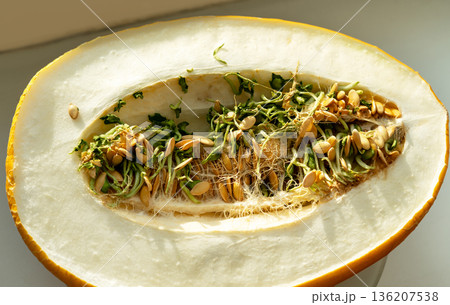 Sprouted melon seeds and green shoots inside a half cantaloupe. Natural growth and germination concept for organic food and health Sprouted melon seeds and green shoots inside a half cantaloupe. Natural growth and germination concept for organic food and health 136207538