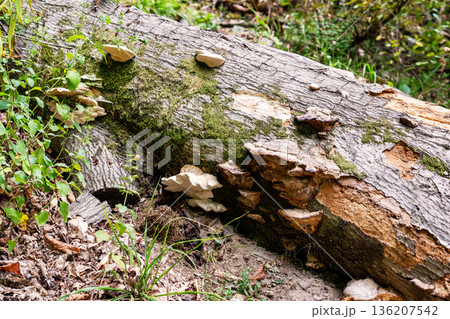 Tree trunk with polypore fungus. Fomes fomentarius bracket mushroom growing on decaying wood. Forest nature and ecology concept 136207542
