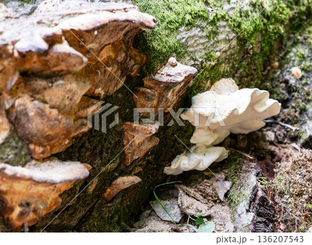 Tinder fungus on a tree trunk with moss. Wood decay fungi on bark. Natural forest ecology and mushroom growth. Wildlife flora 136207543