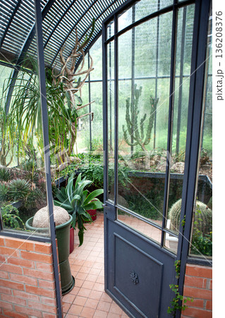 Mediterranean plants growing in a hothouse Mediterranean plants growing in a hothouse 136208376