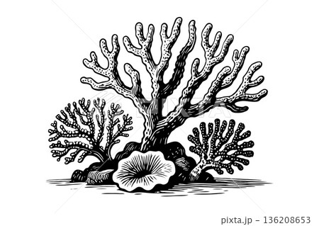 Intricate black coral reef drawing with multiple coral shapes in hand-drawn style on white background, representing marine biodiversity 136208653