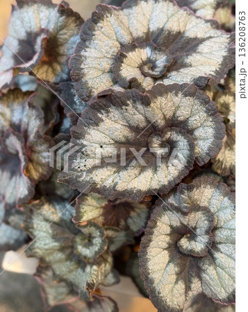 Close-up of begonia leaves with textured patterns, ideal for a nature background or decoration Close-up of begonia leaves with textured patterns, ideal for a nature background or decoration 136208763