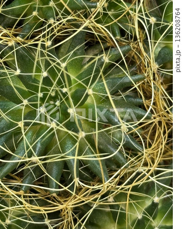 Closeup of cactus spines forming intricate patterns with green and yellow hues, suitable for background Closeup of cactus spines forming intricate patterns with green and yellow hues, suitable for background 136208764