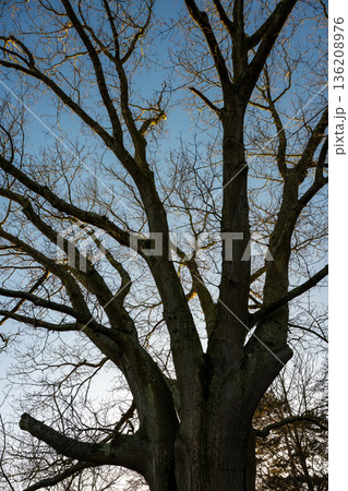 Tree with bare branches against a clear blue sky Tree with bare branches against a clear blue sky 136208976