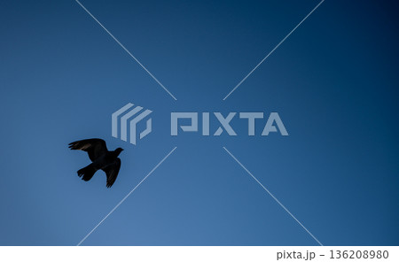 Pigeon in silhouette against a clear blue sky Pigeon in silhouette against a clear blue sky 136208980
