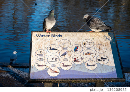 Pigeons sitting on a sign in Kelsey Park, a public park in Beckenham, Kent, UK with the lake behind. Pigeons sitting on a sign in Kelsey Park, a public park in Beckenham, Kent, UK with the lake behind. 136208985