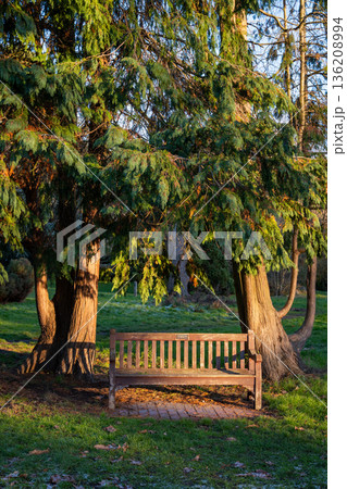 Park bench in late afternoon sunshine. Bench in Kelsey Park, Beckenham, Kent, UK with two trees, grass and light snow. 136208994