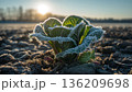 霜の降りた早朝、逆光で縁が輝く葉菜の苗を露地畑で捉えた冬の記録 136209698