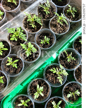 Green seedlings growing in clear plastic cups filled with rich soil, arranged neatly in a greenhouse, showcasing the beauty of nature and the process of plant cultivation Green seedlings growing in clear plastic cups filled with rich soil, arranged neatly in a greenhouse, showcasing the beauty of nature and the process of plant cultivation 136209737