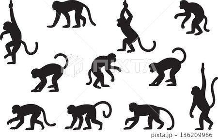 Collection of diverse monkey silhouettes in various poses isolated on transparent background vector graphics art images design elements animal illustration wildlife apes marmoset gibbons lantern 136209986
