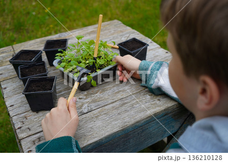 Each pot receives a tender aster seedling, planted firmly yet gently by the experienced farmer. Each pot receives a tender aster seedling, planted firmly yet gently by the experienced farmer. 136210128
