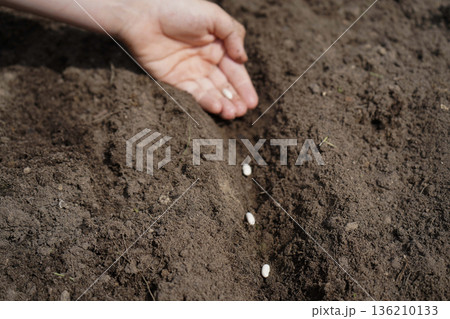 Boy putting bean into fresh soil outdoors, closeup Boy putting bean into fresh soil outdoors, closeup 136210133
