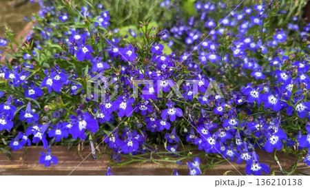 Beautiful blooming lobelia in sunny May 136210138