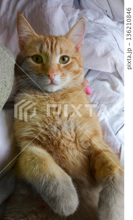 A cat is laying on a bed A cat is laying on a bed 136210846