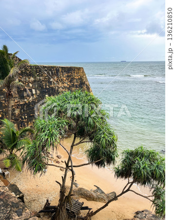 A tree is growing on the beach next to the ocean 136210850
