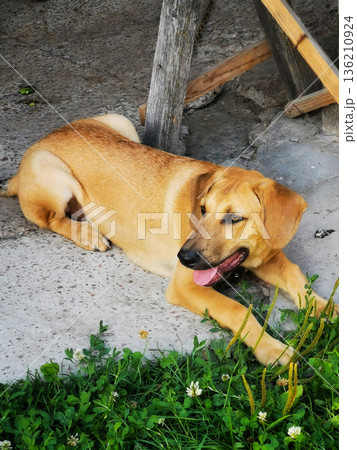 A brown dog is laying on the grass 136210924