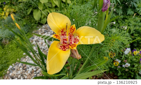 A yellow flower with red spots is in a garden A yellow flower with red spots is in a garden 136210925