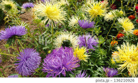 A bunch of flowers with yellow and purple flowers A bunch of flowers with yellow and purple flowers 136210926