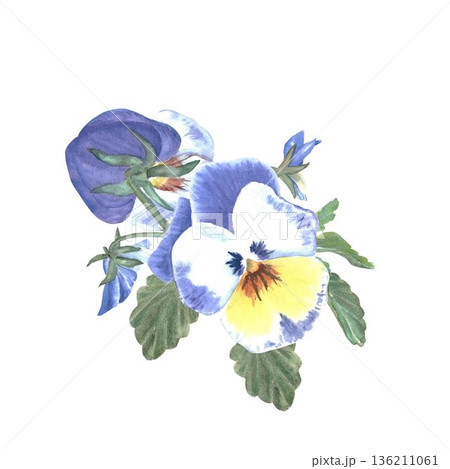 A hand-painted watercolor composition of pansies, viola tricolor with leaves and buds, and lilies on a white background. A simple botanical spring illustration for decoration and design 136211061