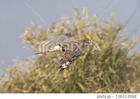 河川敷を飛翔するハイイロチュウヒのメス 136211088