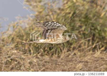 河川敷を飛翔するハイイロチュウヒのメス 河川敷を飛翔するハイイロチュウヒのメス 136211089