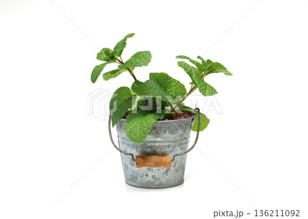 白背景の鉢植えののミント 136211092