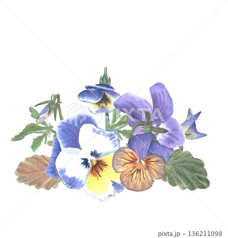 A floral arrangement of pansies and wild violets with leaves and buds, hand-painted in watercolor on an isolated white background. Simple botanical illustration clip art for store design, postcards A floral arrangement of pansies and wild violets with leaves and buds, hand-painted in watercolor on an isolated white background. Simple botanical illustration clip art for store design, postcards 136211098