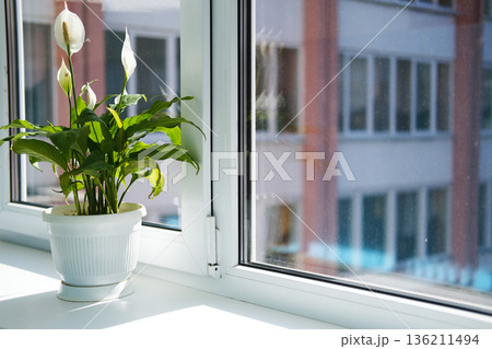 Indoor plant in a white pot sits on a bright windowsill, with sunlight streaming in, creating a serene atmosphere and enhancing the beauty of the living space Indoor plant in a white pot sits on a bright windowsill, with sunlight streaming in, creating a serene atmosphere and enhancing the beauty of the living space 136211494