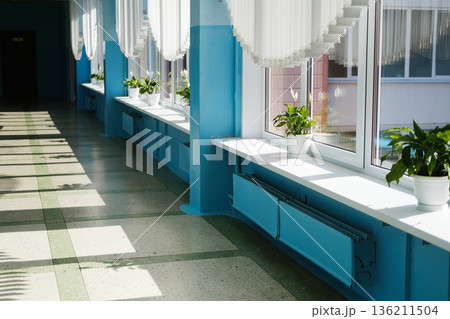 Live plants in bright school interior with sunlight streaming through windows, creating a vibrant and inviting atmosphere for learning and growth 136211504