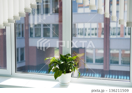 Live green plant in a bright school interior, sunlight streaming through large windows, creating a warm and inviting atmosphere with natural elements enhancing the learning environment Live green plant in a bright school interior, sunlight streaming through large windows, creating a warm and inviting atmosphere with natural elements enhancing the learning environment 136211509