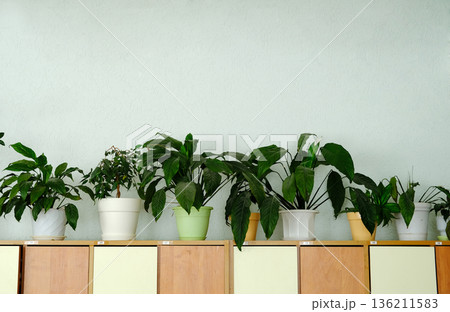 Lush green live plants arranged on wooden shelves in a bright children's educational institution, enhancing the learning environment with natural elements and vibrant colors Lush green live plants arranged on wooden shelves in a bright children's educational institution, enhancing the learning environment with natural elements and vibrant colors 136211583