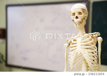 Human skeleton model stands in classroom with whiteboard and green chalkboard in background, educational tools and materials visible on desks and shelves nearby Human skeleton model stands in classroom with whiteboard and green chalkboard in background, educational tools and materials visible on desks and shelves nearby 136211854