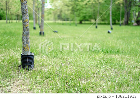 Young tree planted in a black plastic pot on a grassy field, surrounded by other saplings, symbolizing growth and environmental conservation efforts in nature 136211915