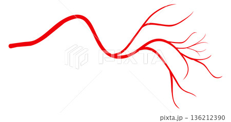 Vein icon. Blood vessel. Medical body anatomy 136212390