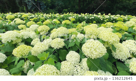 Hydrangea white balls summer flowers in garden Hydrangea white balls summer flowers in garden 136212645