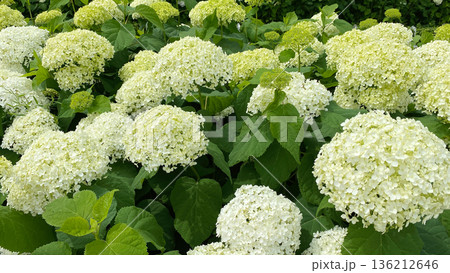 Hydrangea white balls summer flowers in garden 136212646